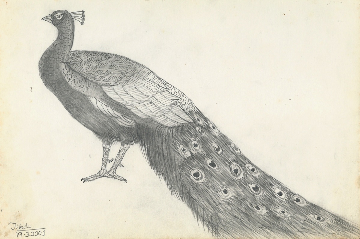 1200x797 drawings of peacocks - Peafowl Drawing