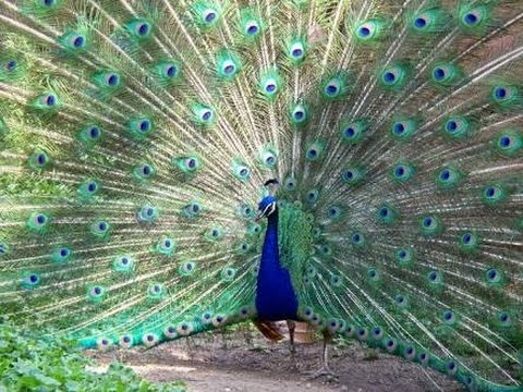 480x360 Peacock Dance Images Feature Drawing Peafowl Bird - Peafowl Drawing