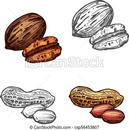 450x451 nut and bean isolated sketch of peanut and pecan nut and bean - Peanut Drawing