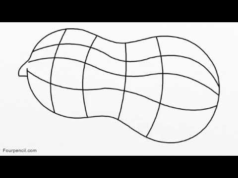 480x360  - Peanut Drawing