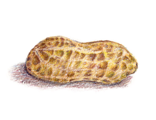 510x394 Peanuts - Peanut Drawing