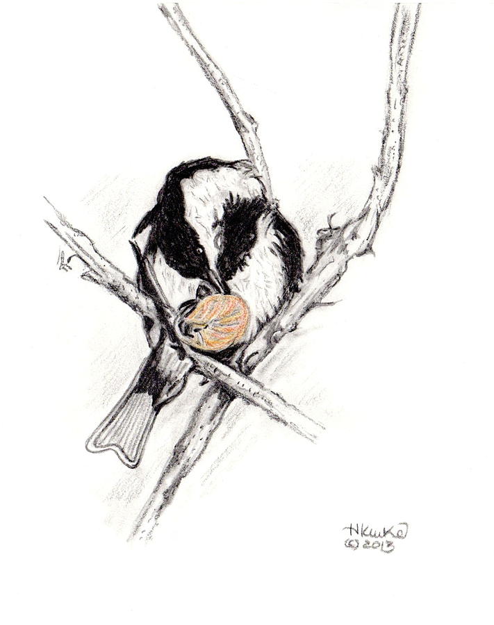711x900 Chickadee Cracking Peanut Drawing - Peanut Drawing