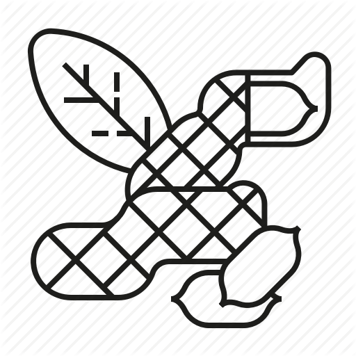 512x512 food, food icons, fruit, peanut, raw food icon - Peanut Line Drawing