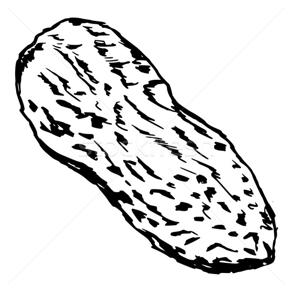 600x600 peanut vector illustration oleksandr kovalenko - Peanut Line Drawing
