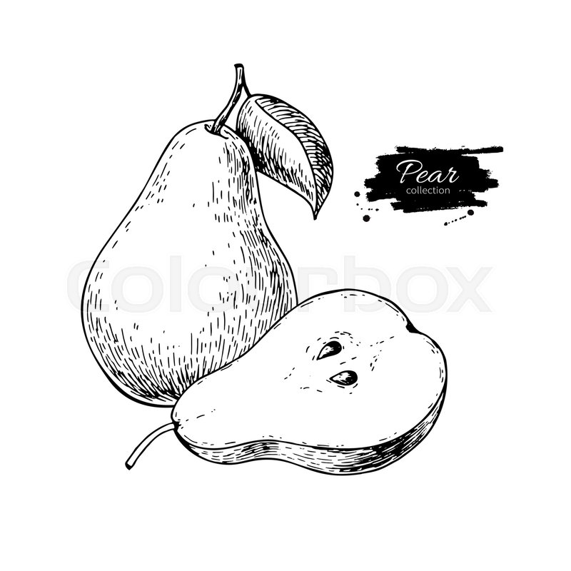 800x800 Pear Vector Drawing Isolated Hand Stock Vector Colourbox - Pear Drawing