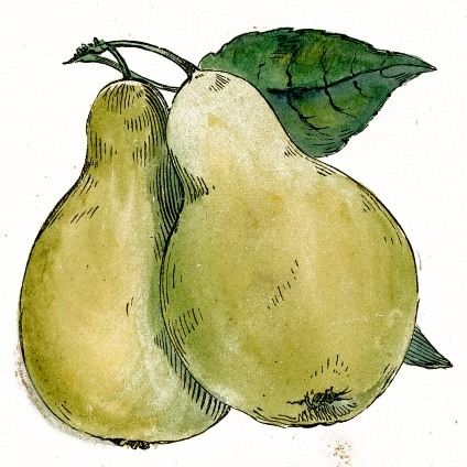 424x424  - Pear Drawing