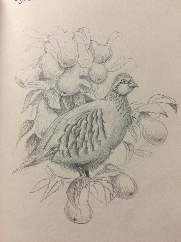 720x960 day a day challenge partridge in a pear tree holiday - Pear Tree Drawing