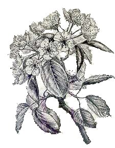 225x290 Medicinal Properties Of Pear - Pear Tree Drawing