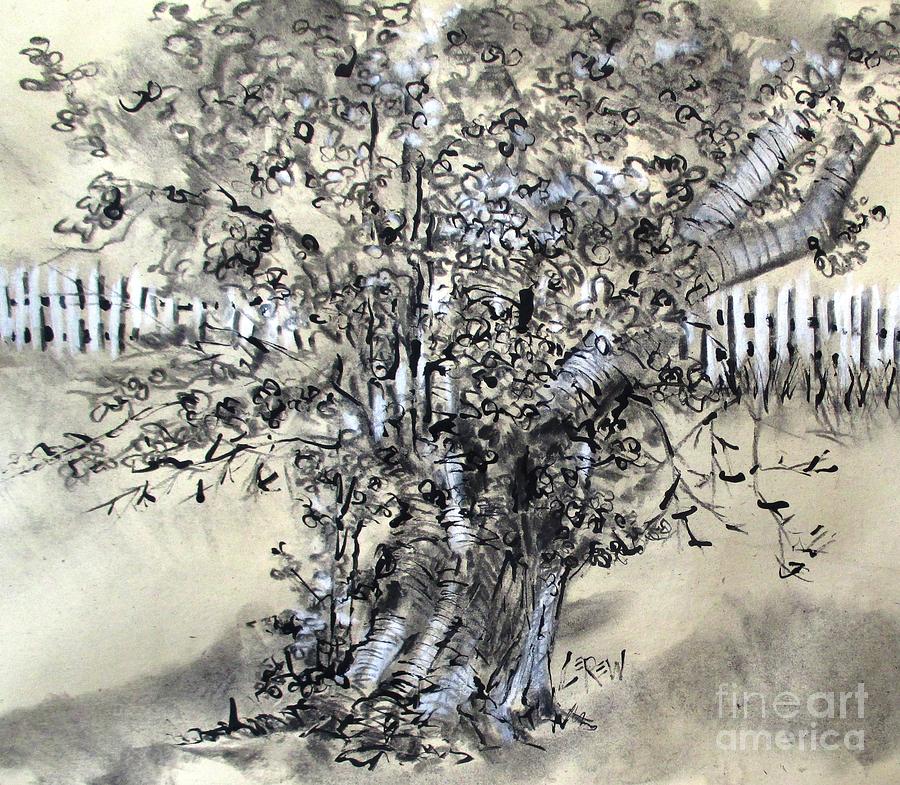 900x785 Pear Tree And Pickets Drawing - Pear Tree Drawing