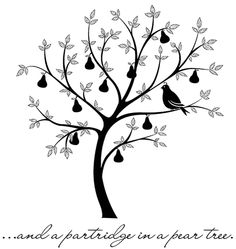 236x249 Best Partridge In A Pear Tree Images Pear Trees, Diy - Pear Tree Drawing
