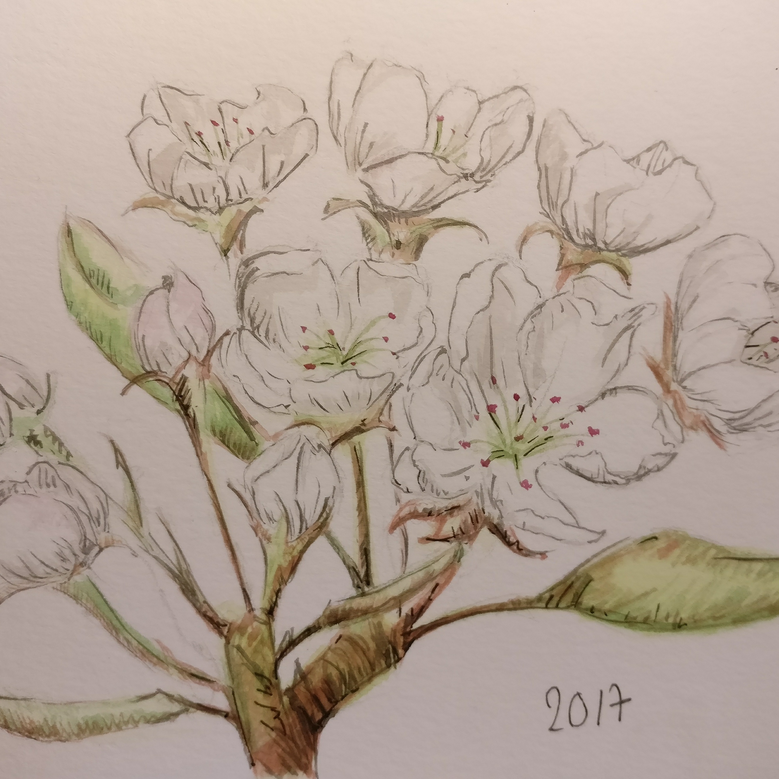 2610x2610 Pear Tree Flowers - Pear Tree Drawing