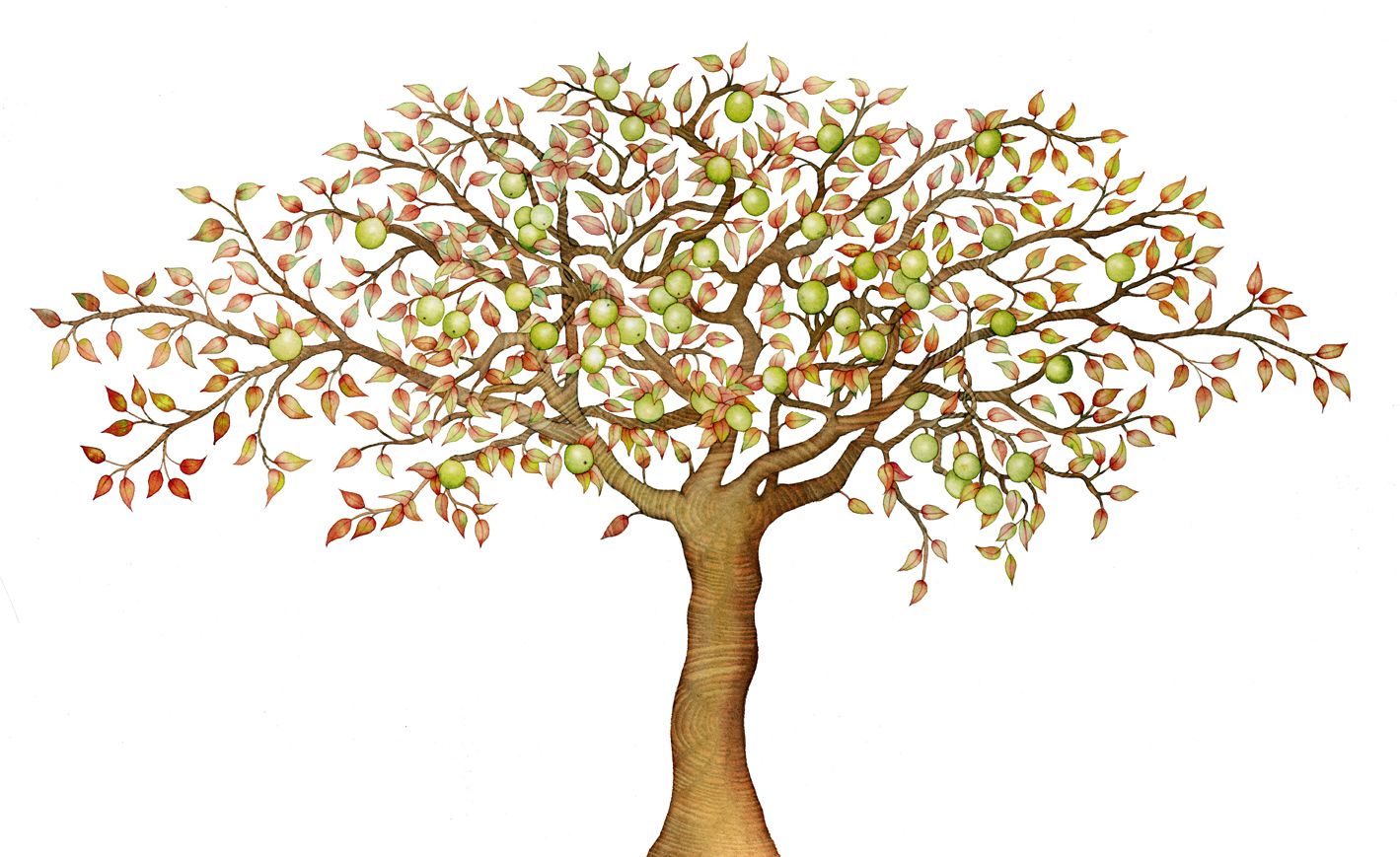 1419x869 Drawings Of Pear Trees - Pear Tree Drawing