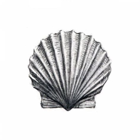 474x474 vintage pearl seashell drawing - Pearl Drawing