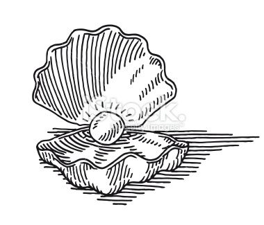 380x325 huge collection of 'pearl shell drawing' download more than - Pearl Shell Drawing