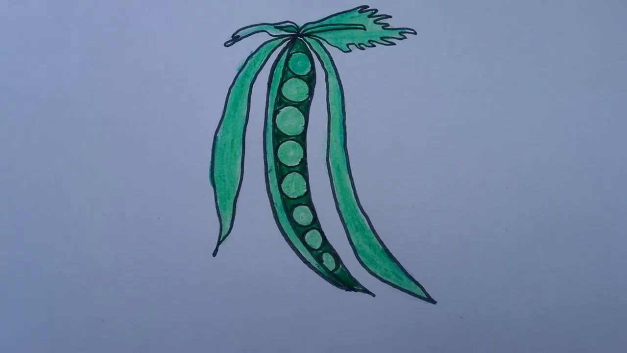 1280x720 how to draw green peas with basic shapes,vegetable drawing, easy - Peas Drawing
