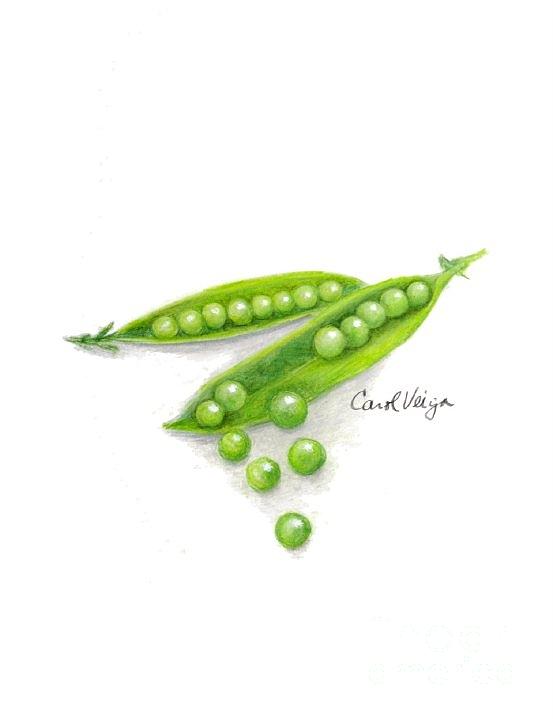 553x719 peas drawing - Peas Drawing