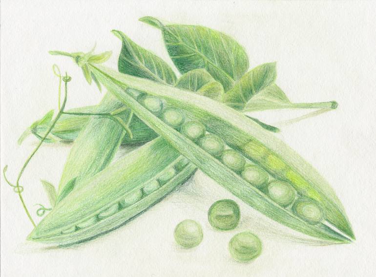 770x567 peas drawing - Peas Drawing