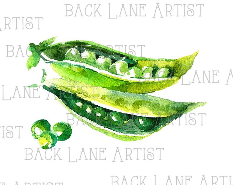 794x630 vegetable peas watercolor drawing clipart lineart illustration etsy - Peas Drawing