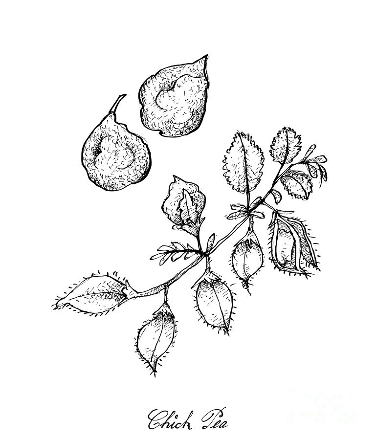 771x900 hand drawn of pod of chick peas on a plant drawing - Peas Drawing