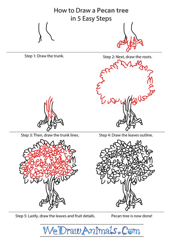 600x838 How To Draw A Pecan Tree Paisley In Drawings, Pecan - Pecan Tree Drawing