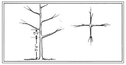 480x247 Pecan Planting Guide Plant Me Green - Pecan Tree Drawing