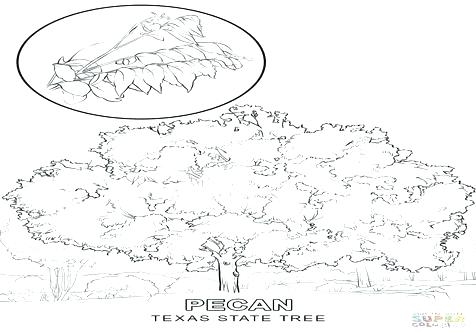 476x333 Pecan Tree Coloring - Pecan Tree Drawing