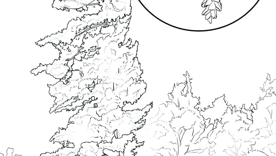 960x544 Pecan Tree Coloring - Pecan Tree Drawing
