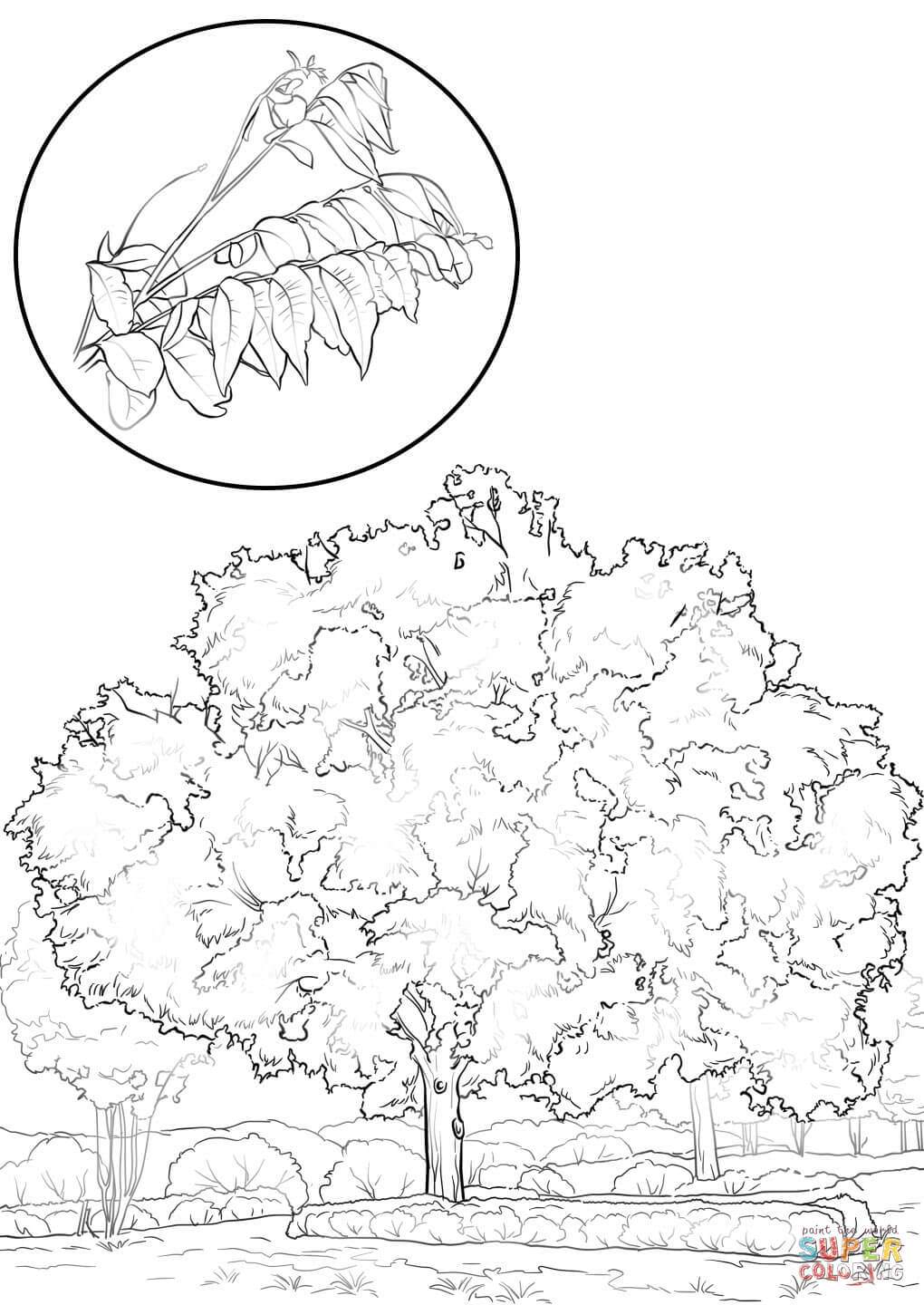 1020x1440 Pecan Tree Coloring Sheet - Pecan Tree Drawing