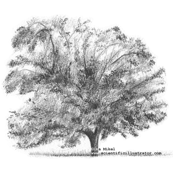 Pecan Tree Drawing at PaintingValley.com | Explore collection of Pecan ...