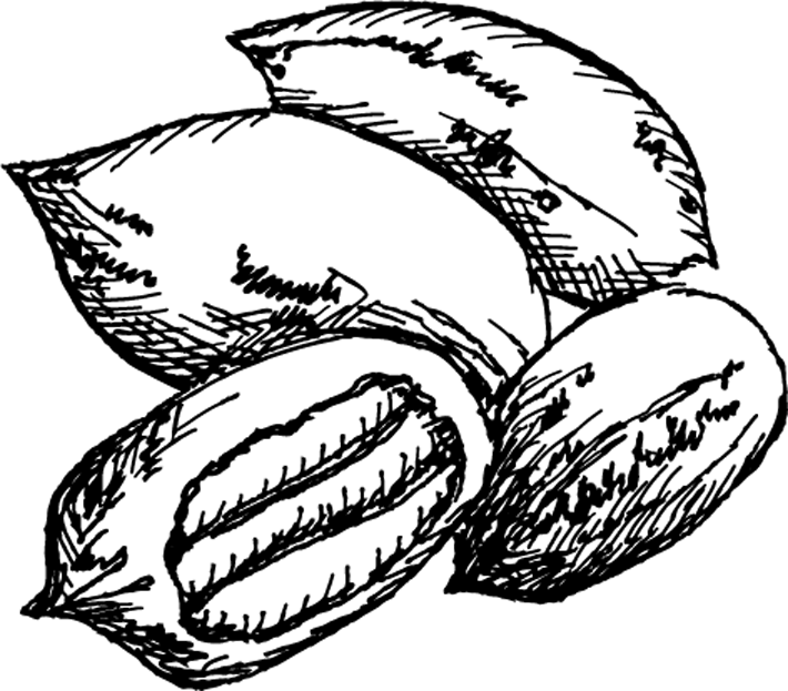 710x623 Pecan Trees For Sale - Pecan Tree Drawing