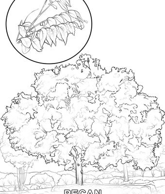 340x400 Super Ideas Pecan Tree Coloring - Pecan Tree Drawing