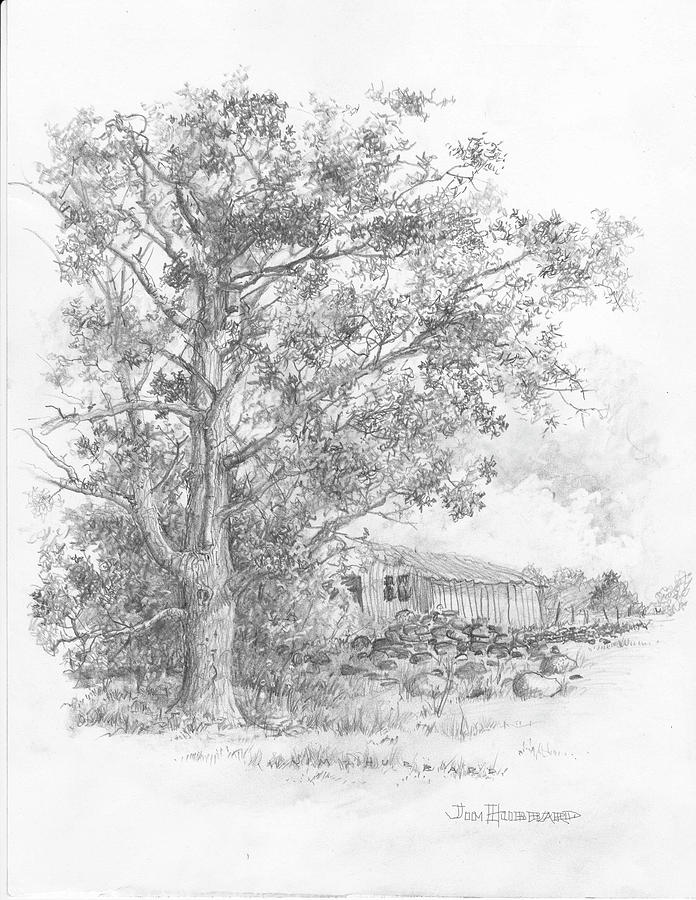696x900 Texas Pecan Tree Drawing - Pecan Tree Drawing