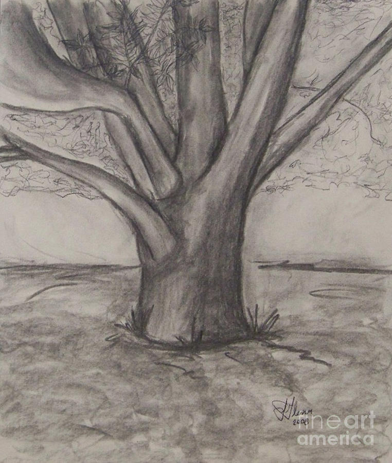 Pecan Tree Drawing at Explore collection of Pecan