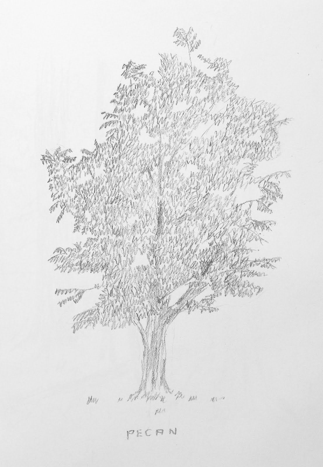 Pecan Tree Drawing at Explore collection of Pecan