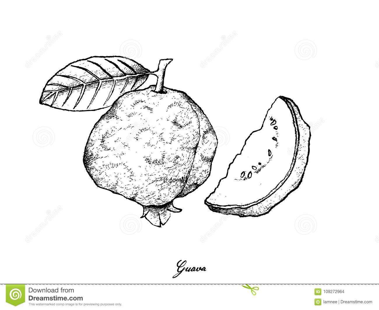 1300x1065 Half Peeled Banana Sketch Fruit Drawings - Peeled Banana Drawing