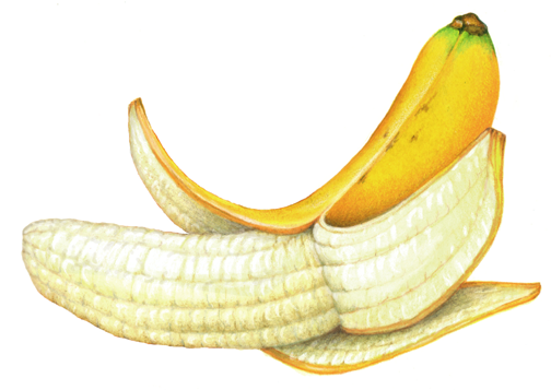504x357 A Half Peeled Banana Still Life In Fruit, Tropical - Peeled Banana Drawing