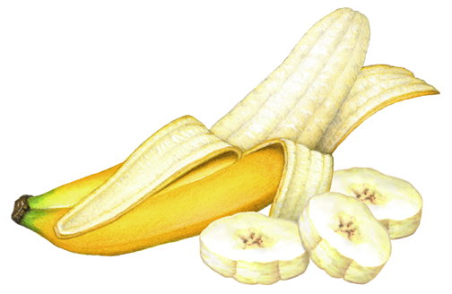 504x328 Peeled Banana With Three Banana Slices Tropical Fruit - Peeled Banana Drawing
