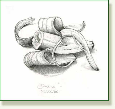 400x382 Pencil And Leaf Leaf Of The Day Bananas, Jazz And Cockroaches - Peeled Banana Drawing