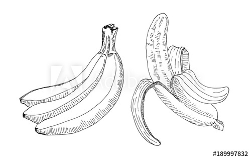 500x316 Sketch Of A Bunch Of Bananas And A Peeled Banana Handmade Drawing - Peeled Banana Drawing