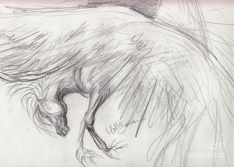 900x643 pegasus sketch drawing - Pegasus Drawing
