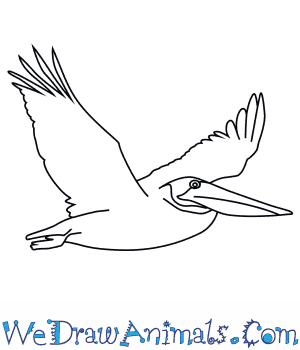 300x350 how to draw a brown pelican - Pelican Drawing