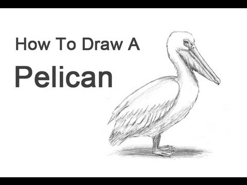 480x360 how to draw a pelican - Pelican Drawing