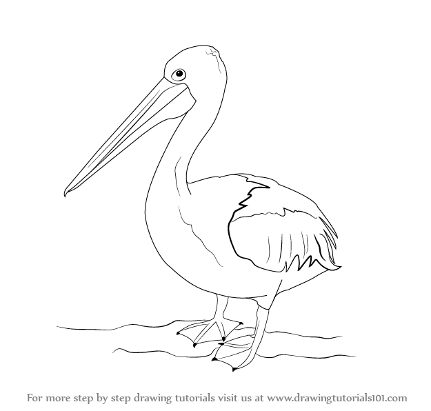 625x596 learn how to draw a pelican - Pelican Drawing