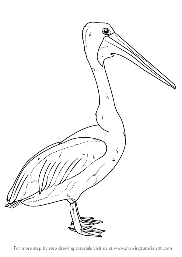 598x844 learn how to draw an australian pelican - Pelican Drawing
