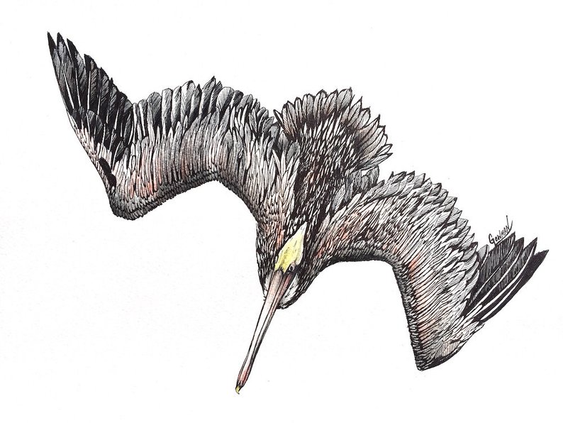 794x596 original pelican drawing etsy - Pelican Drawing