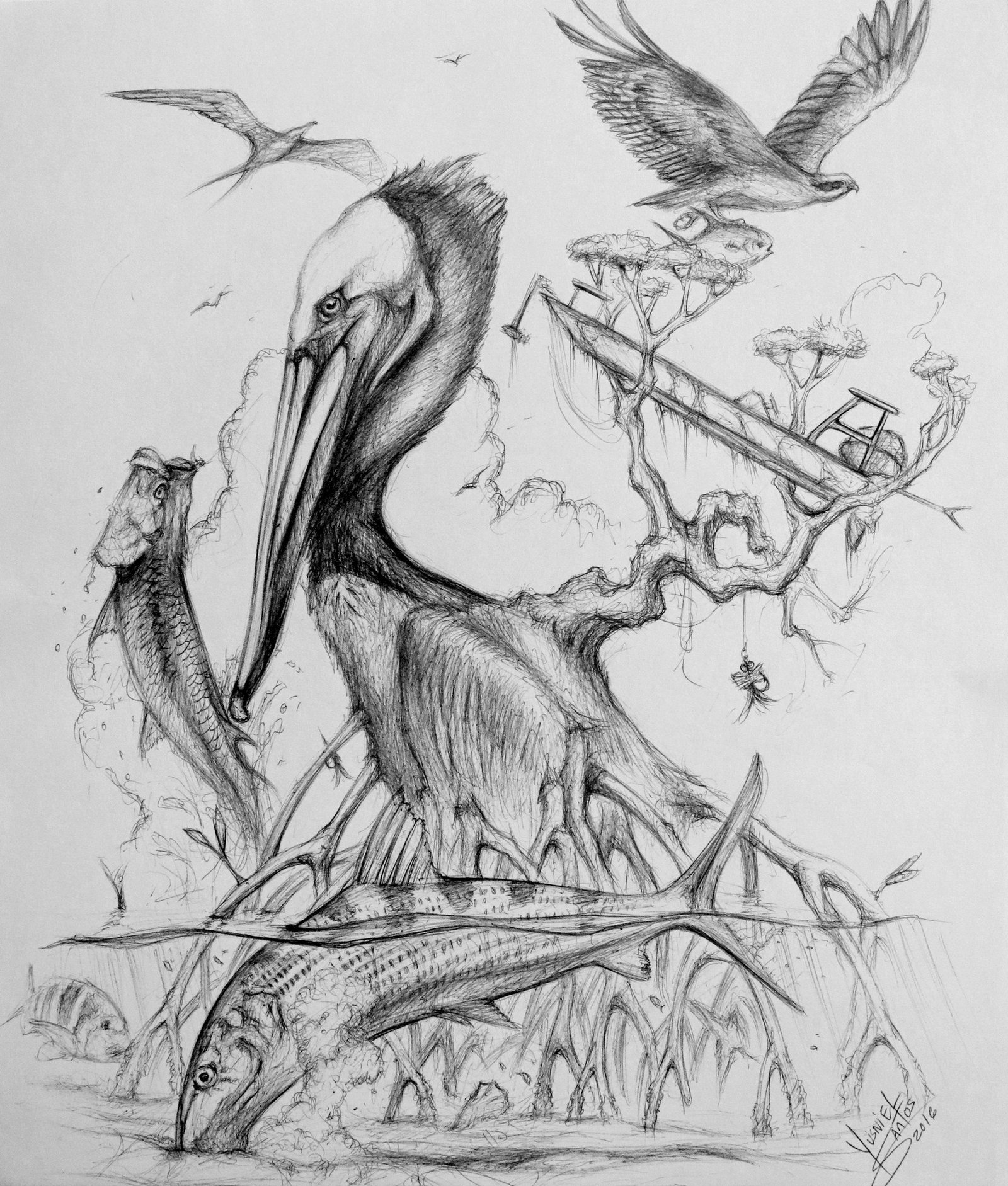 1600x1883 original drawing - Pelican Drawing