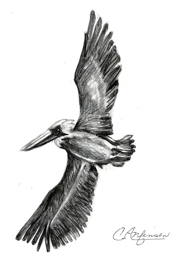 642x900 pelican capers drawing - Pelican Drawing