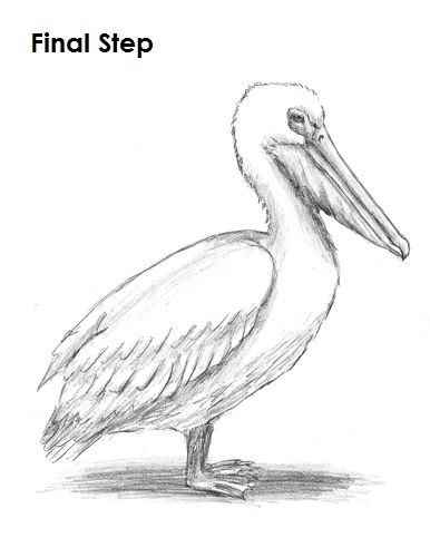 386x500 pelican drawing last how to's in drawing in drawings - Pelican Drawing