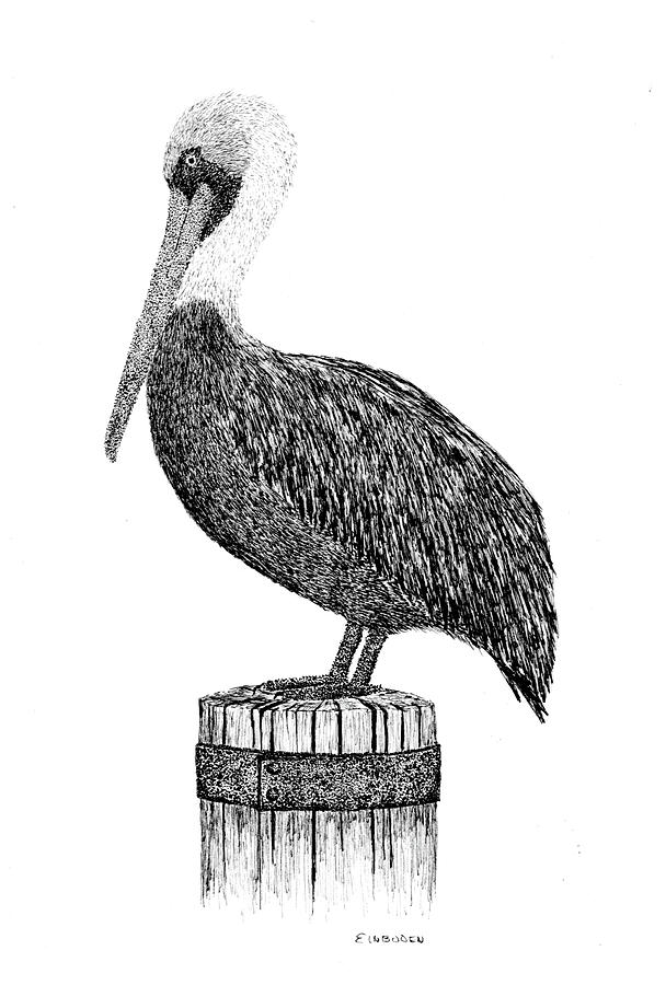 608x900 pelican drawing - Pelican Drawing