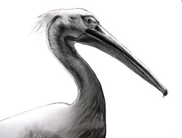 375x285 pelican drawing - Pelican Drawing